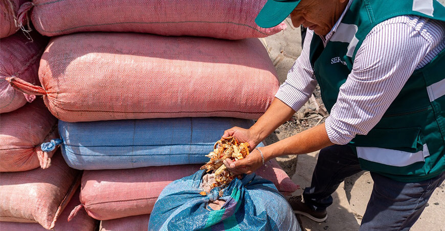 Serfor decomisó 7400 kilogramos de vainas de tara sin acreditación legal Tacna Perú