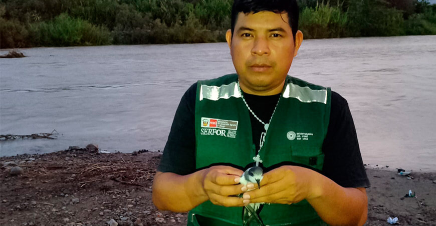 Serfor pide especial cuidado ante el hallazgo de golondrinas costeras en Huaraz Anchas Perú