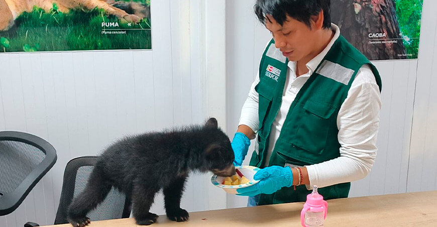Serfor recupera cría de oso andino en Ayapata Puno Perú