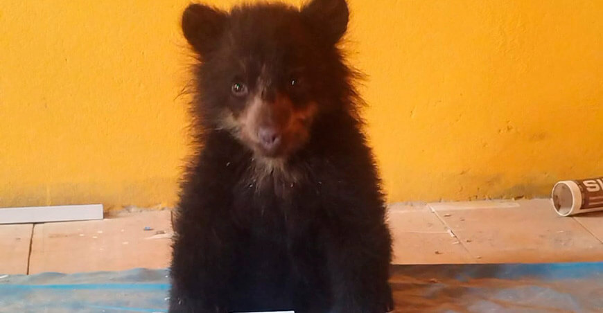 Serfor recupera cría de oso andino en Ayapata Puno Perú