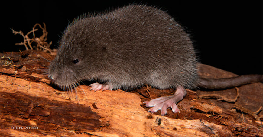 Descubren nueva especie de ratón semiacuático en los Andes peruanos Sernanp Perú