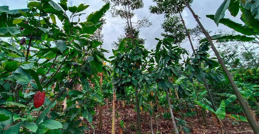 Estudios demuestran que los sistemas agroforestales con cacao son sostenibles y rentables Amazonas Perú UNTRM