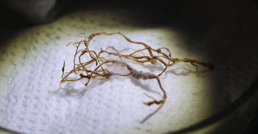 La Municipalidad Distrital implementa un sistema natural basado en Paecilomyces lilacinus para proteger los cultivos Aplican hongo benéfico para el control biológico de nematodos en Ite Tacna Perú
