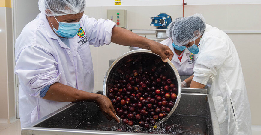 Transforman camu camu e impulsan el emprendimiento local con pulpas en Pichari Cusco Perú