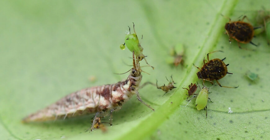 La entomología, pilar de una agricultura sana, limpia y sostenible