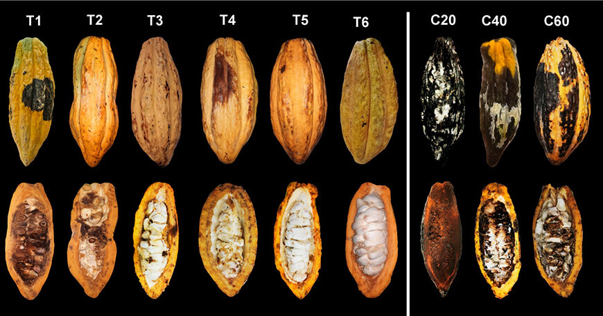 UNTRM evalúa biofungicida que combate la moniliasis del cacao en Amazonas