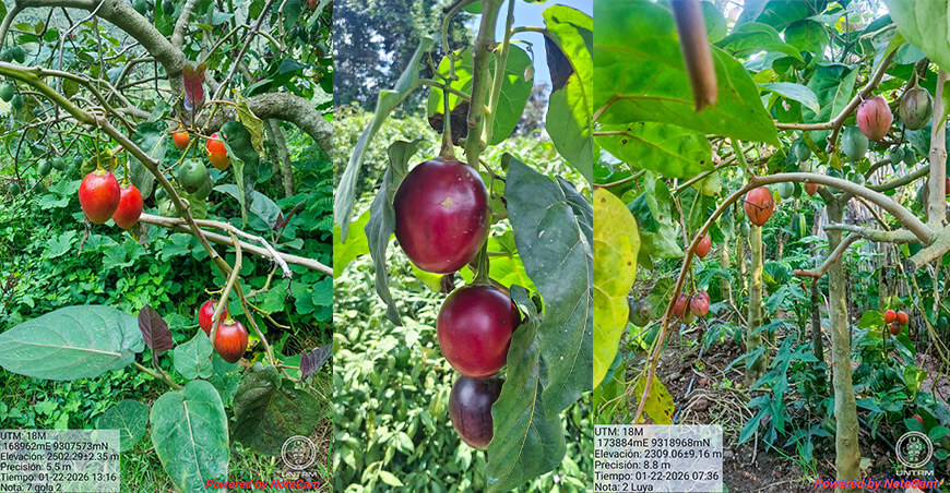UNTRM impulsa la conservación del tomate de árbol en la región Amazonas Perú