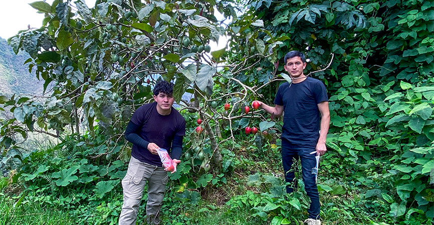 UNTRM impulsa la conservación del tomate de árbol en la región Amazonas