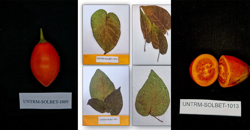 UNTRM impulsa la conservación del tomate de árbol en la región Amazonas Perú