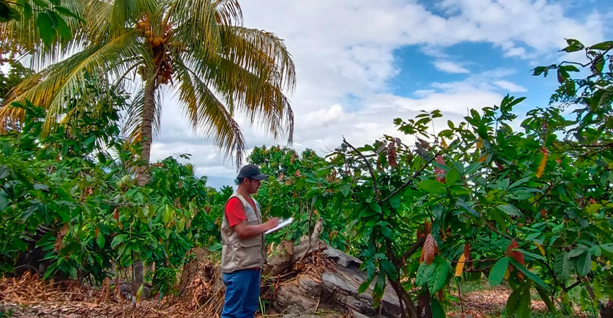 Estudios demuestran que los sistemas agroforestales con cacao son sostenibles y rentables Amazonas Perú UNTRM