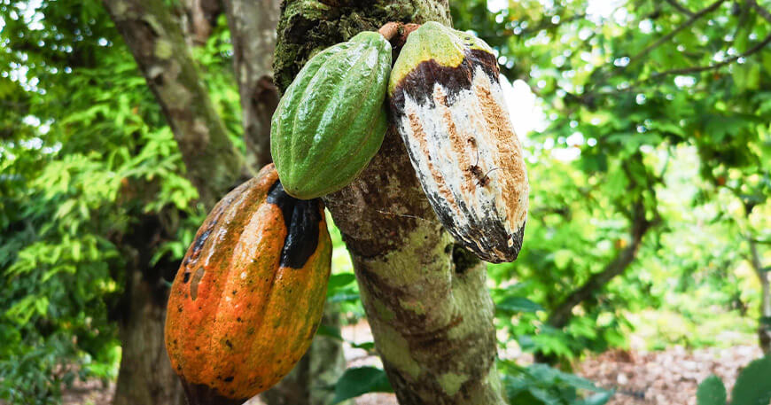 UNTRM evalúa biofungicida que combate la moniliasis del cacao en Amazonas Perú