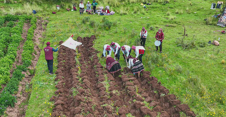 barbecho con chakitaqlla impulsa una agricultura sostenible en Cusco