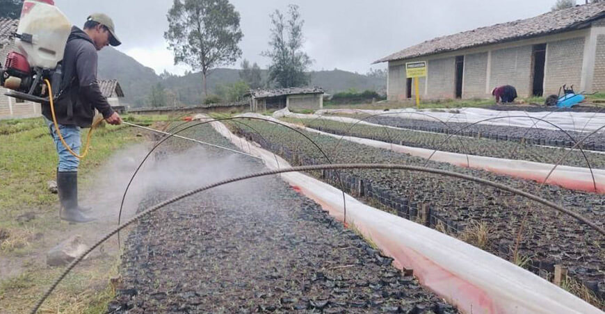 Avanzan en la producción de 130 000 plantones forestales en vivero de Sitacocha Cajamarca Perú