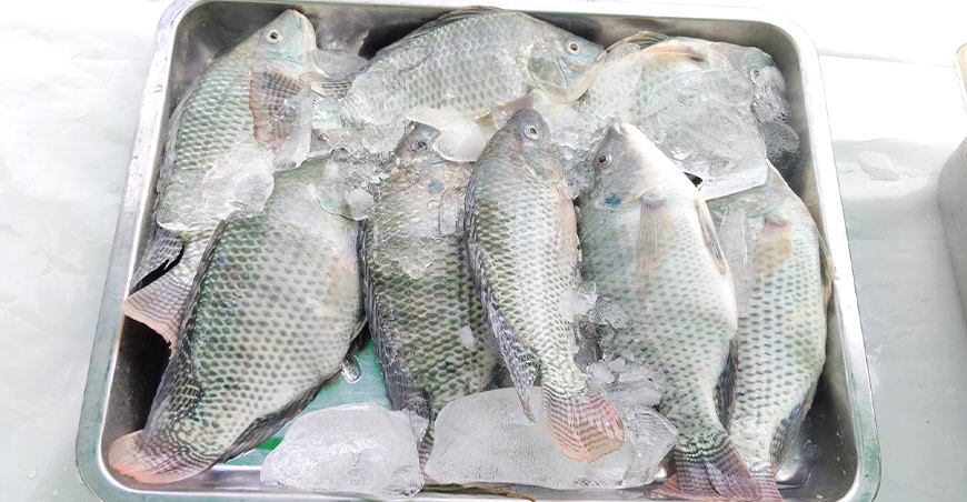 Productores del Vraem venderán 4150 kilos de pescados amazónicos a nivel nacional Devida Perú
