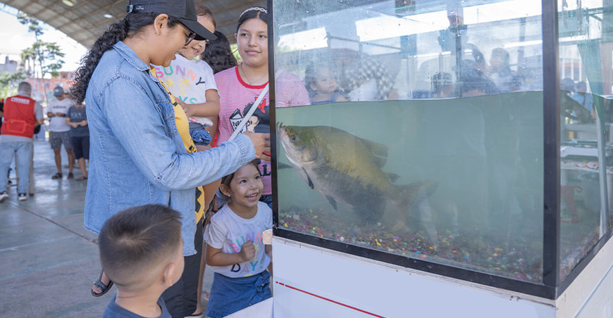 Acuicultores vendieron pescados amazónicos Ucayali Perú Devida