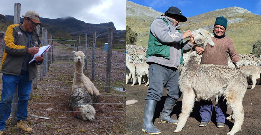 asistencias técnicas mejorarán la calidad genética de alpacas alpaqueros Puno Perú Agro Rural
