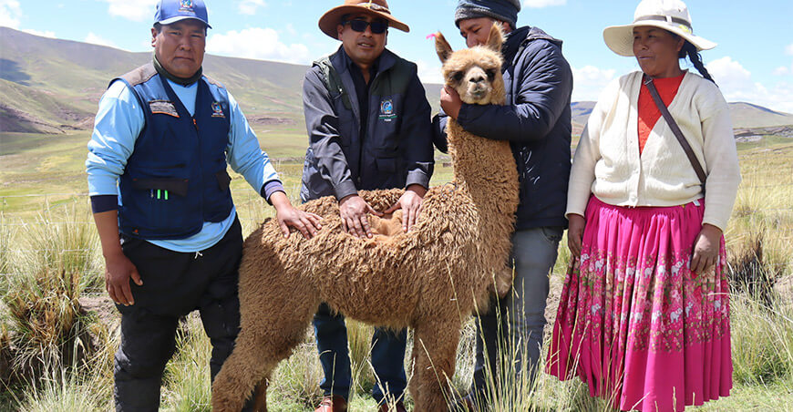 Acciones del proyecto Alpacas de Color fortalecen la producción en Kelluyo Puno