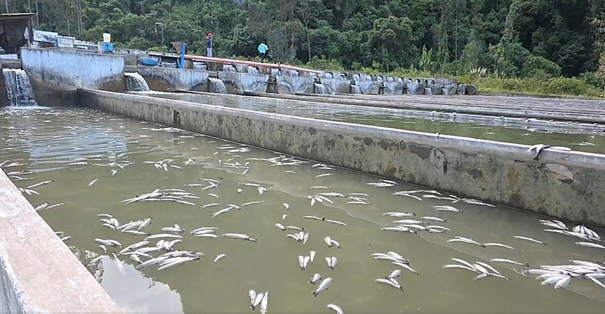 ANA monitorea calidad del agua del río Yuracyacu ante afectación de piscigranjas en Pariahuanca Junín Perú