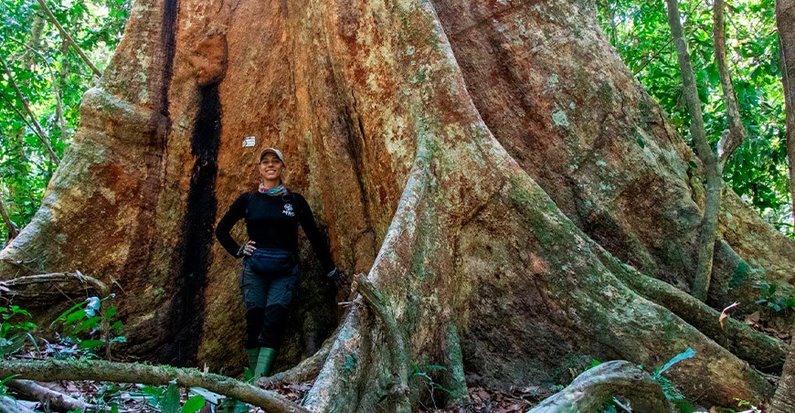 ARBIO árboles madre bosques Perú