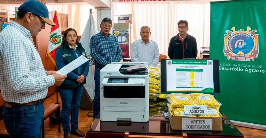 Aretes codificados mejorarán la trazabilidad y calidad de alpacas y llamas Puno Perú