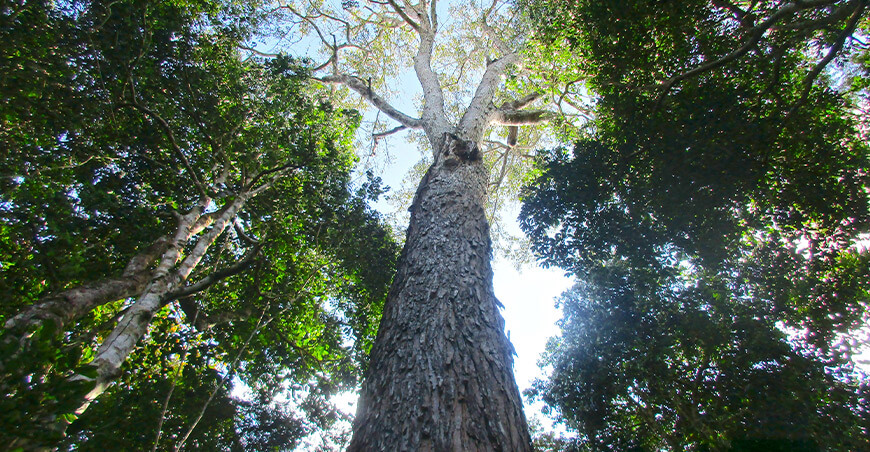 Supervisión forestal impulsa la acción climática del Perú Madre Dios