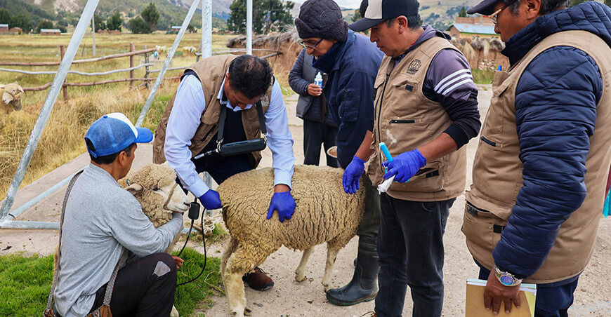 Inician campaña de sincronización de celo en ovinos de Moho Puno Perú
