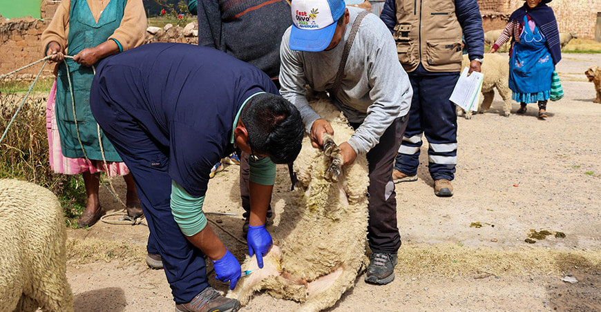Inician campaña de sincronización de celo en ovinos de Moho Puno Perú 