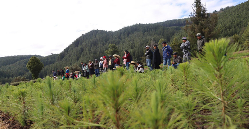 Cajamarca fortalece capacidades en producción y manejo de plantones en viveros forestales