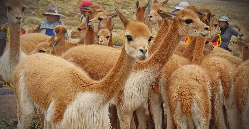 captura y esquila de vicuñas Puno Perú