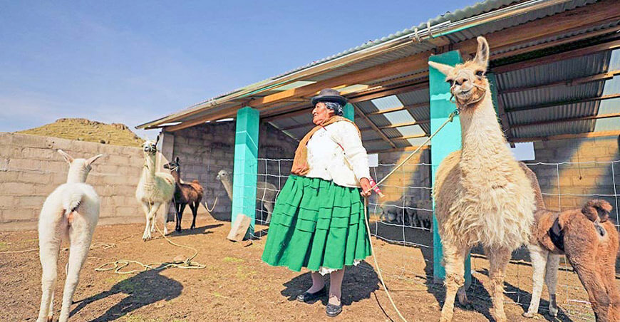 camélidos sudamericanos cobertizos Agro Rural Perú