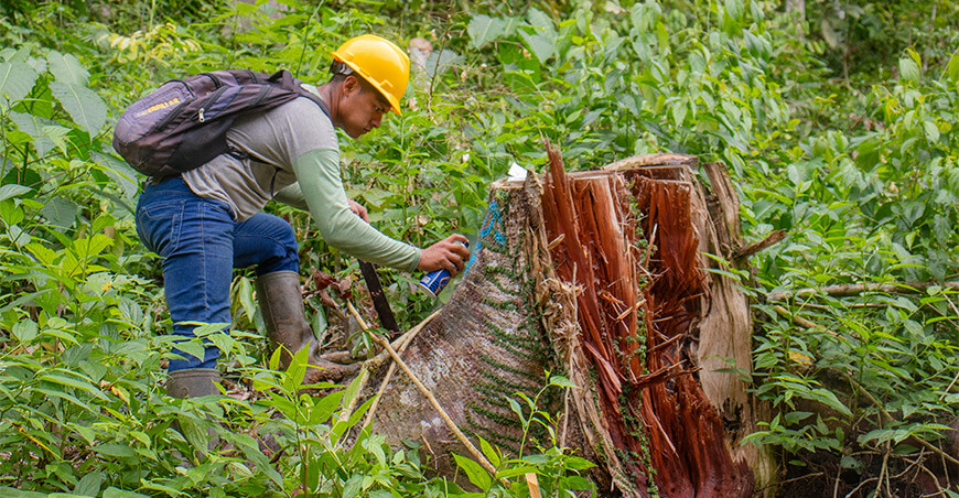 La comunidad Coriteni Tarso marca el camino del manejo forestal sostenible en la Selva Central
