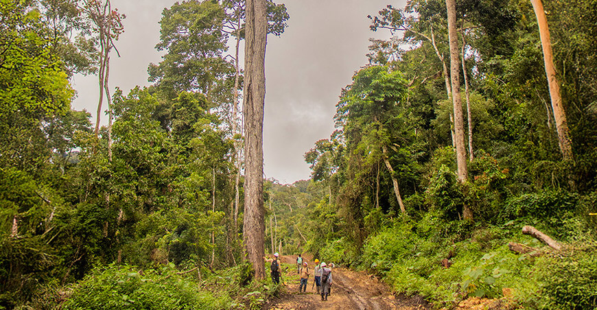 La comunidad Coriteni Tarso marca el camino del manejo forestal sostenible en la Selva Central