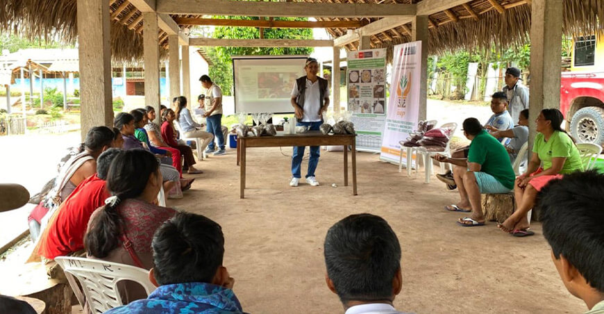 Comunidad nativa de Pampa Sacha fortalece su producción con sistemas agroforestales y cultivo de hongos San Martín Perú IIAP