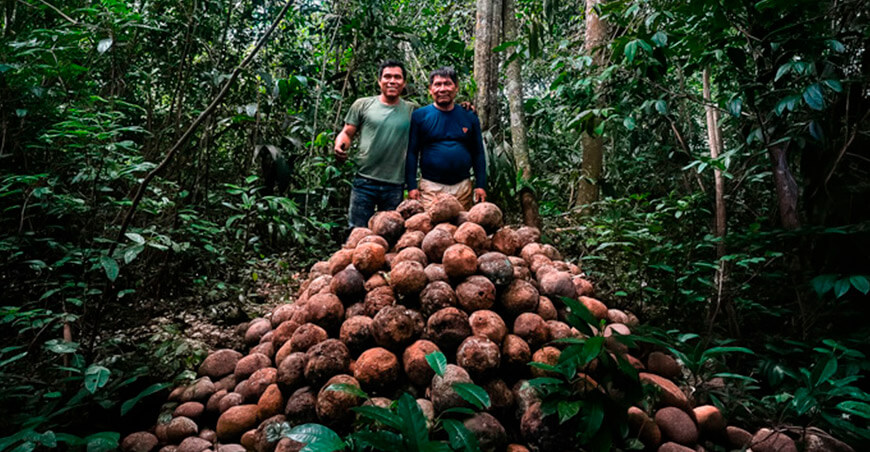 comunidad nativa Puerto Nuevo incrementa producción de castaña con manejo sostenible del bosque Madre de Dios Perú Programa Bosques Minam