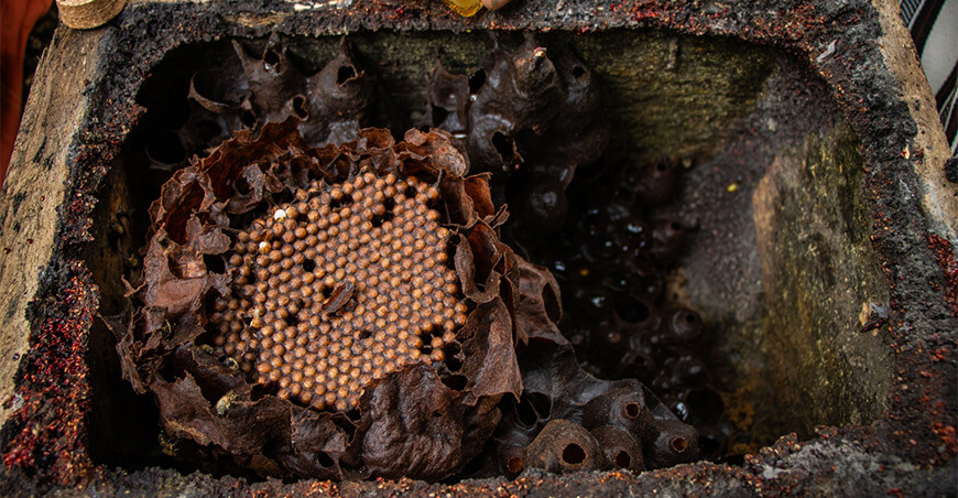 Crianza de abejas nativas promueve conservación de la biodiversidad en comunidades asháninkas Río Tambo Junín Devida Perú