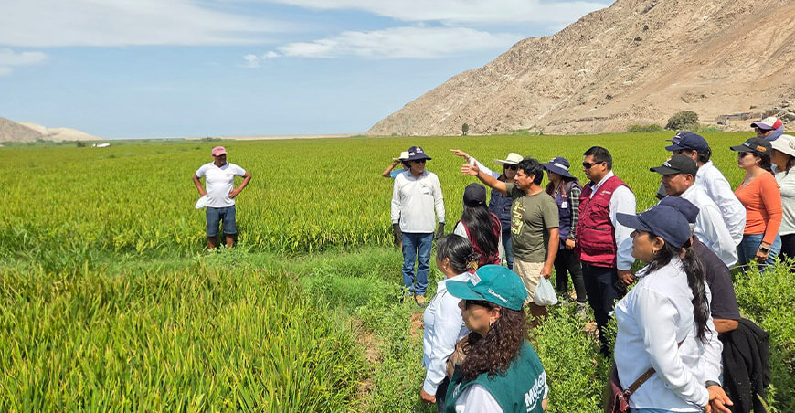 Control biológico mejora manejo del arroz en Quilca Arequipa Perú