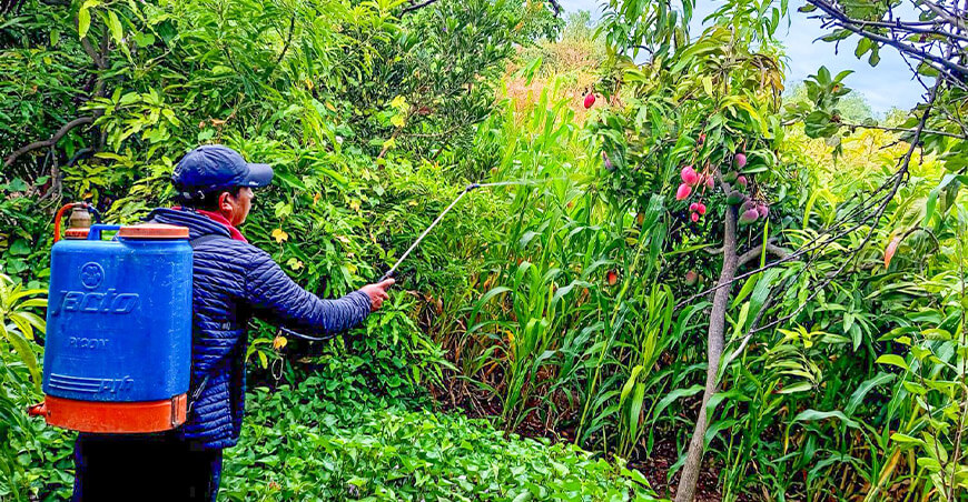 Fortalecen control de la mosca de la fruta en 30 comunidades de La Mar Ayacucho Perú