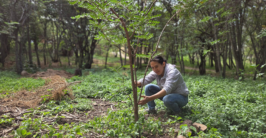 En Cajamarca la tara se ha convertido en una fuente de ingresos sostenible para más de 100 productores