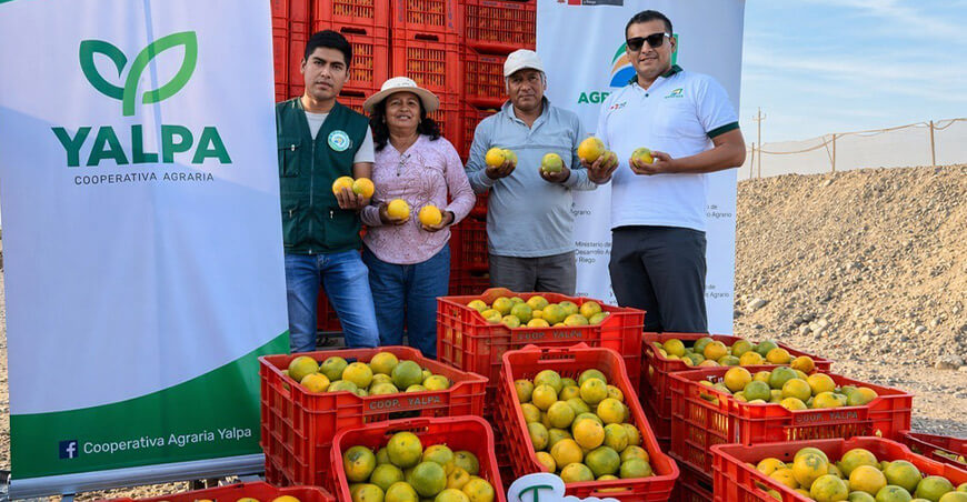 Cooperativa Agraria Yalpa Limitada, de Tacna venta de naranjas mercado de Lima Perú