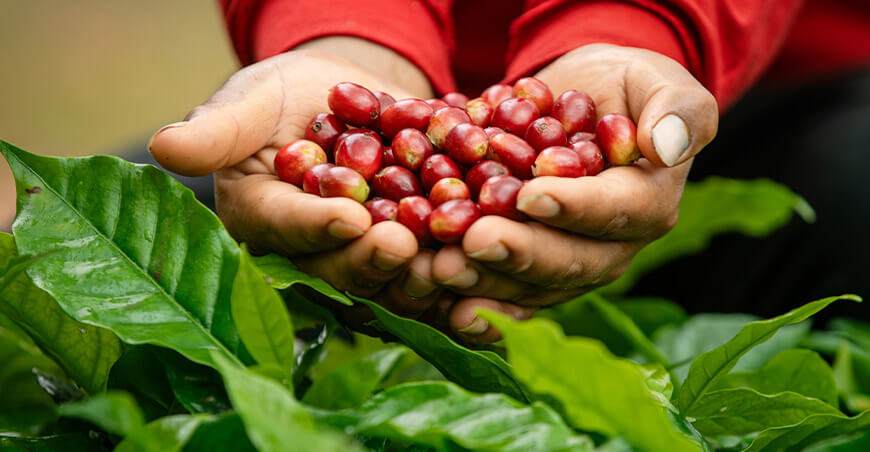 Jhon Carlos Medrano Janampa, productor de café del distrito de Ayna, región Ayacucho, Perú Devida
