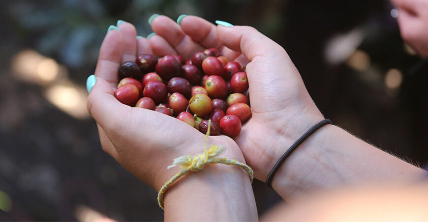 cultivo de café Perú