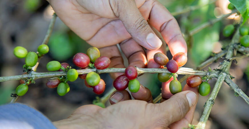 cultivo café Perú