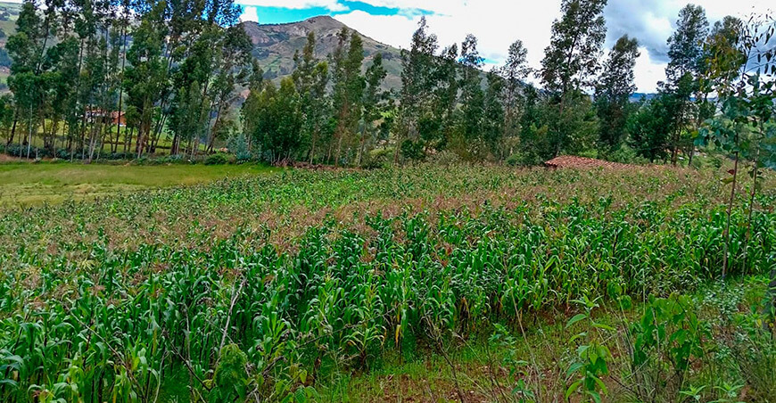 cultivo de maíz sierra del Perú