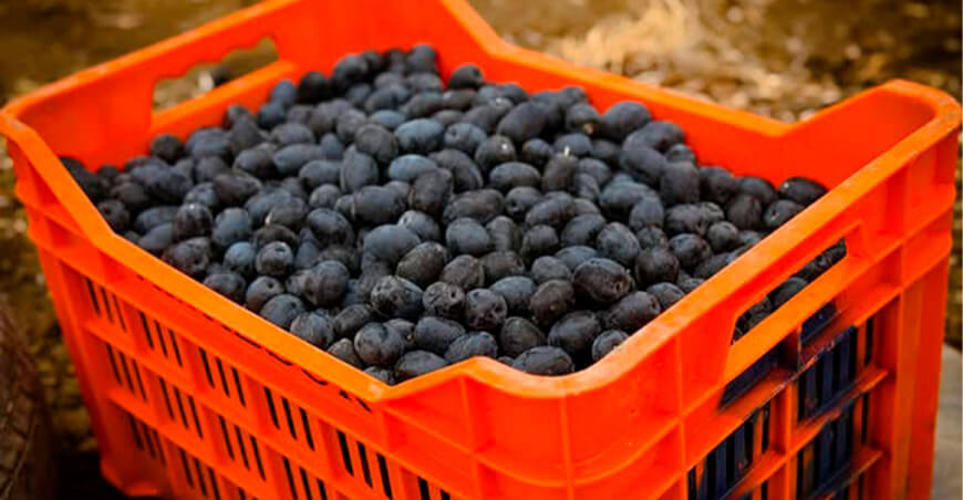 olivo aceitunas Tacna Perú