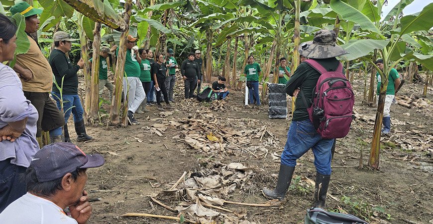 Devida fortalece la producción de plátano productores Ucayali Perú