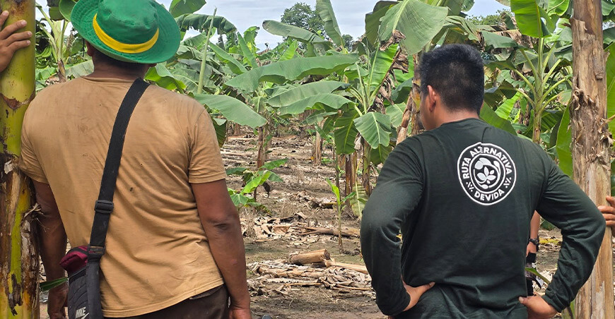 Devida fortalece la producción de plátano productores Ucayali Perú