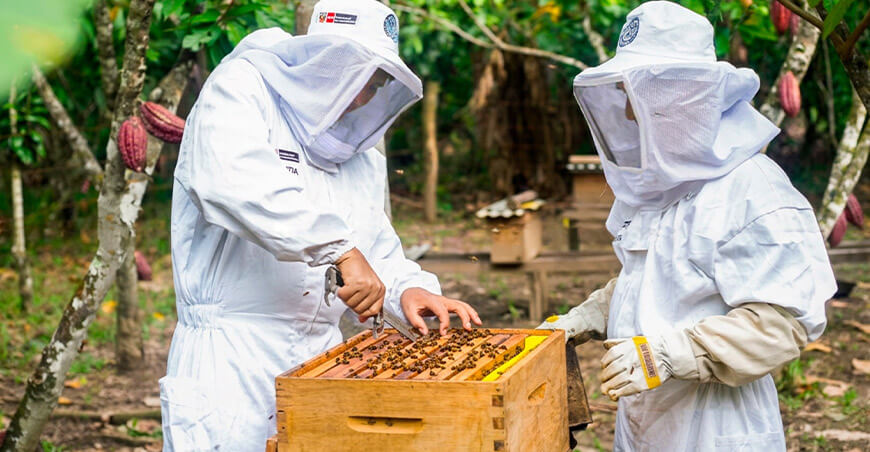 Devida implementa módulos de reproducción de abejas y proyecta 450 núcleos Vraem Perú