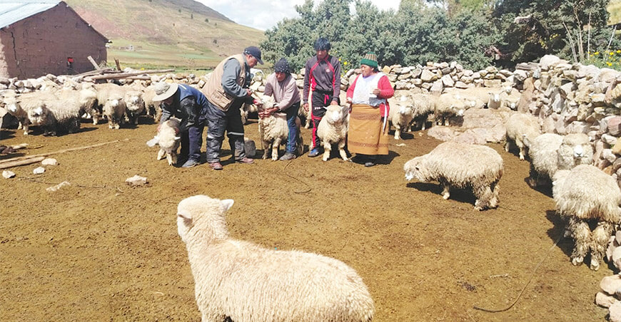 ovinos serán protegidos con campaña de sanidad Puno Perú