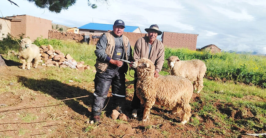  ovinos serán protegidos con campaña de sanidad Puno Perú