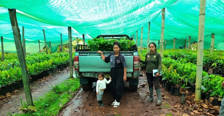 plantones de cacao productores Ayacucho Perú 